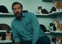 Veterinário João Pessoa, Comportamento de Gatos