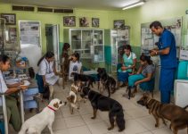 Veterinário João Pessoa doenças em cachorros