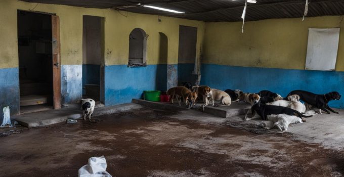 Veterinário João Pessoa envenenamento em cachorros