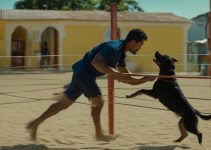 adestramento, cães, veterinário, joão pessoa, veterinário em joão pessoa