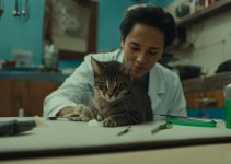 gato, saúde, veterinário, joão pessoa