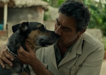 morte, animal, estimação, veterinário, joão pessoa, veterinário em joão pessoa
