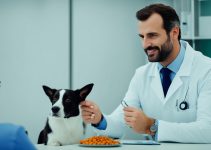 Veterinário João Pessoa